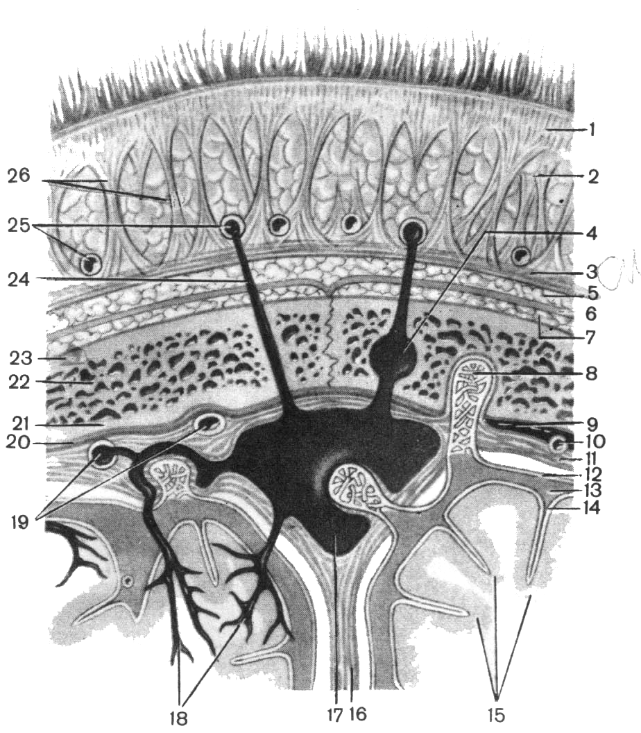 Слои свода. Слои лобно-теменно-затылочной области. Лобно-теменно-затылочная область топографическая анатомия. Топография лобно теменно затылочной области послойная. Слои лобно-теменно-затылочной области головы.