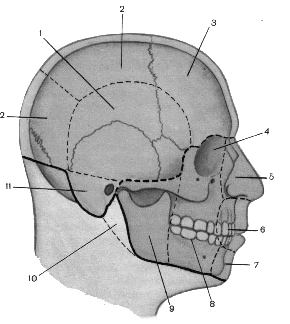 Затылок область. Лобно теменно затылочная область и височная область. Лобная теменная и затылочная область головы. Топографическая анатомия лобно-теменно-затылочной области головы. Области лицевого отдела головы лобная теменная.