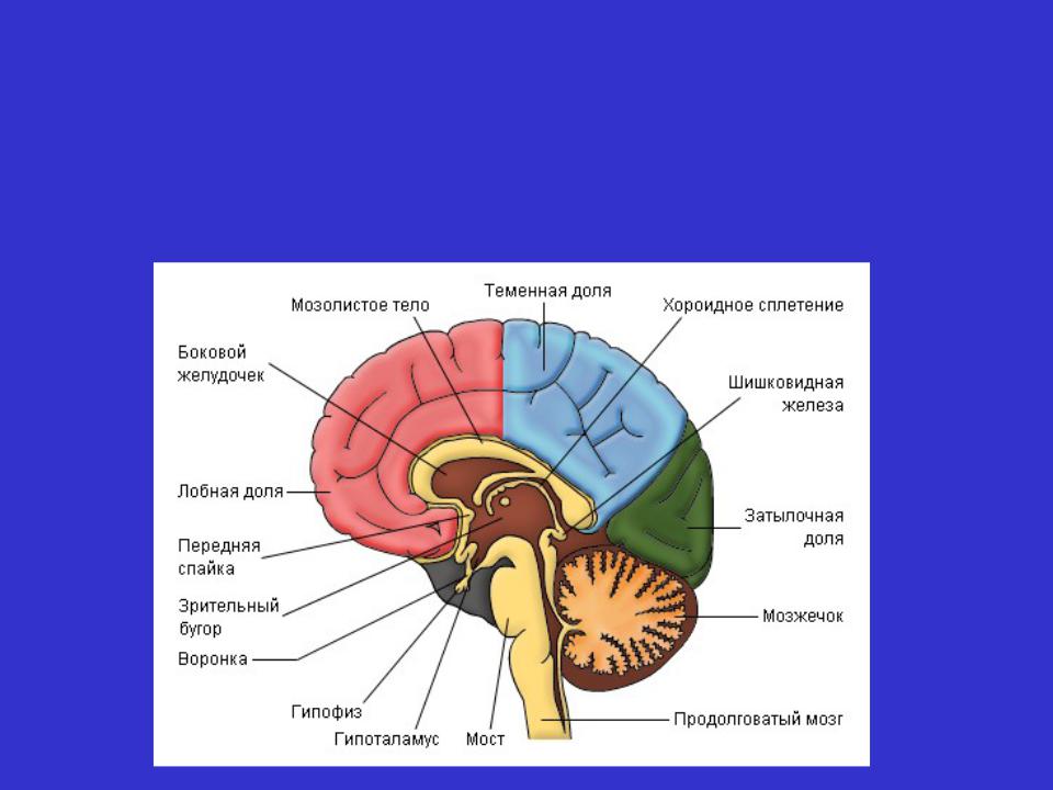 В каждом полушарии долей. Мозолистое тело и мозжечок. Мост мозжечок средний мозг продолговатый мозг мозолистое тело. Строение головного мозга доли. Теменная и височная доли.
