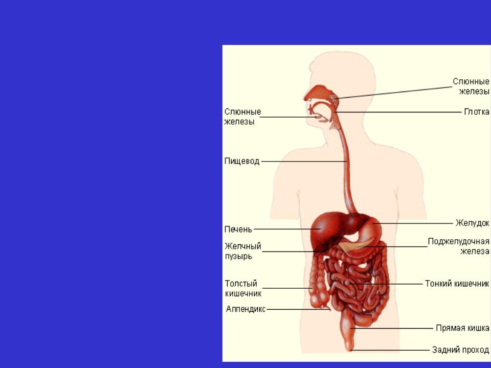 Органы пищеварения ротовая полость. Общее строение пищеварительной системы человека. Процесс пищеварения строение пищеварительной системы. Ротовая полость функции пищеварительной системы. Пищеварительная система человека желудок строение.