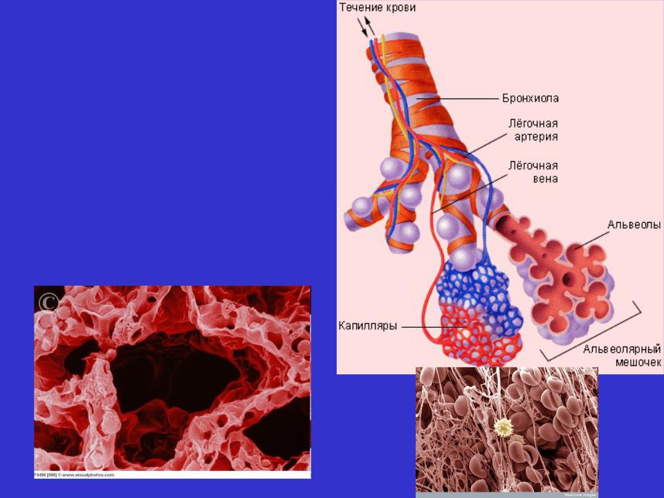 Какая ткань в легких. Альвеолы это лёгочные пузырьки. Бронхиолы анатомия. Соединительные ткани в альвеолах. Строение альвеол.