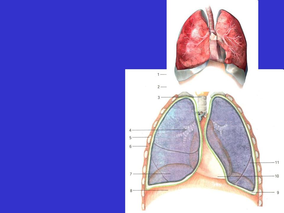 Плевральная полость картинки