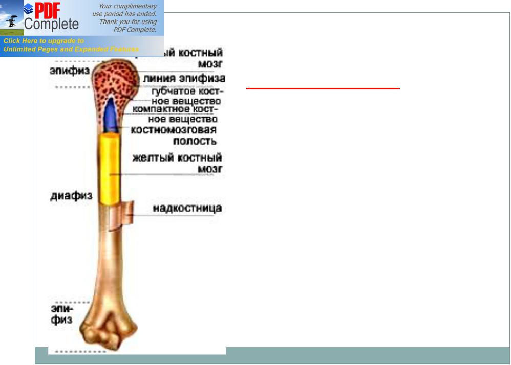 Функция желтого костного мозга в трубчатой кости. Трубчатая кость красный костный мозг. Эпифиз желтый костный мозг. Красный костный мозг в эпифизах. Красный костный мозг локализован в эпифизах трубчатых костей.