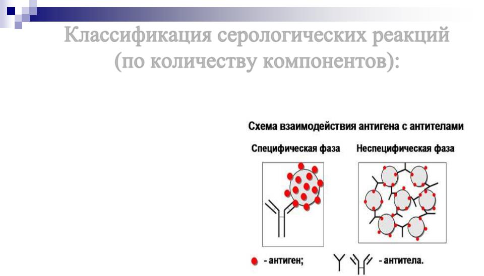 Фаза реакций. Фазы серологических реакций схема. Серологические реакции антиген антитело. Специфическая фаза серологической реакции. Схема классификация серологических реакций.