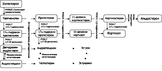 Стероидогенез схема с ферментами