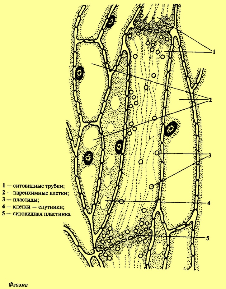 Сосуды флоэмы. Ситовидные трубки флоэмы. Ситовидные клетки луба. Флоэма строение клетки. Ситовидные клетки флоэмы.