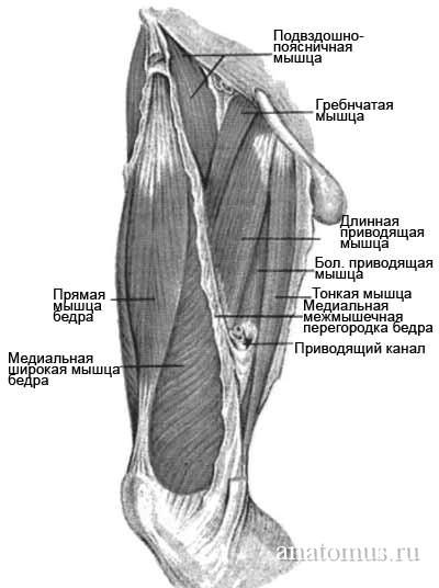 Adductor Magnus Longus Brevis