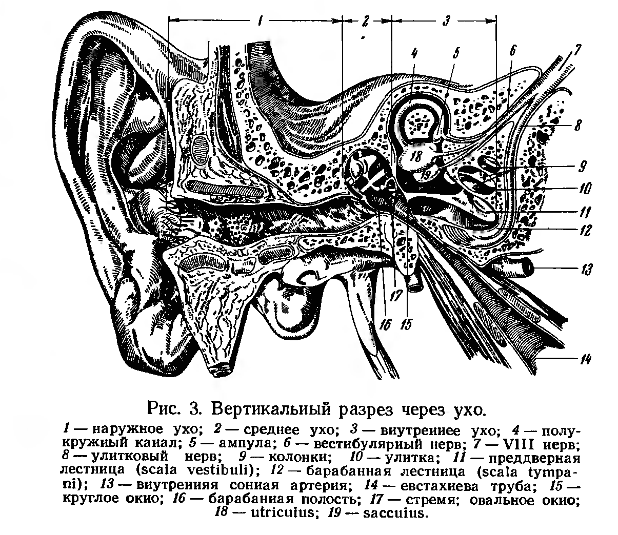 Анатомия уха презентация лор