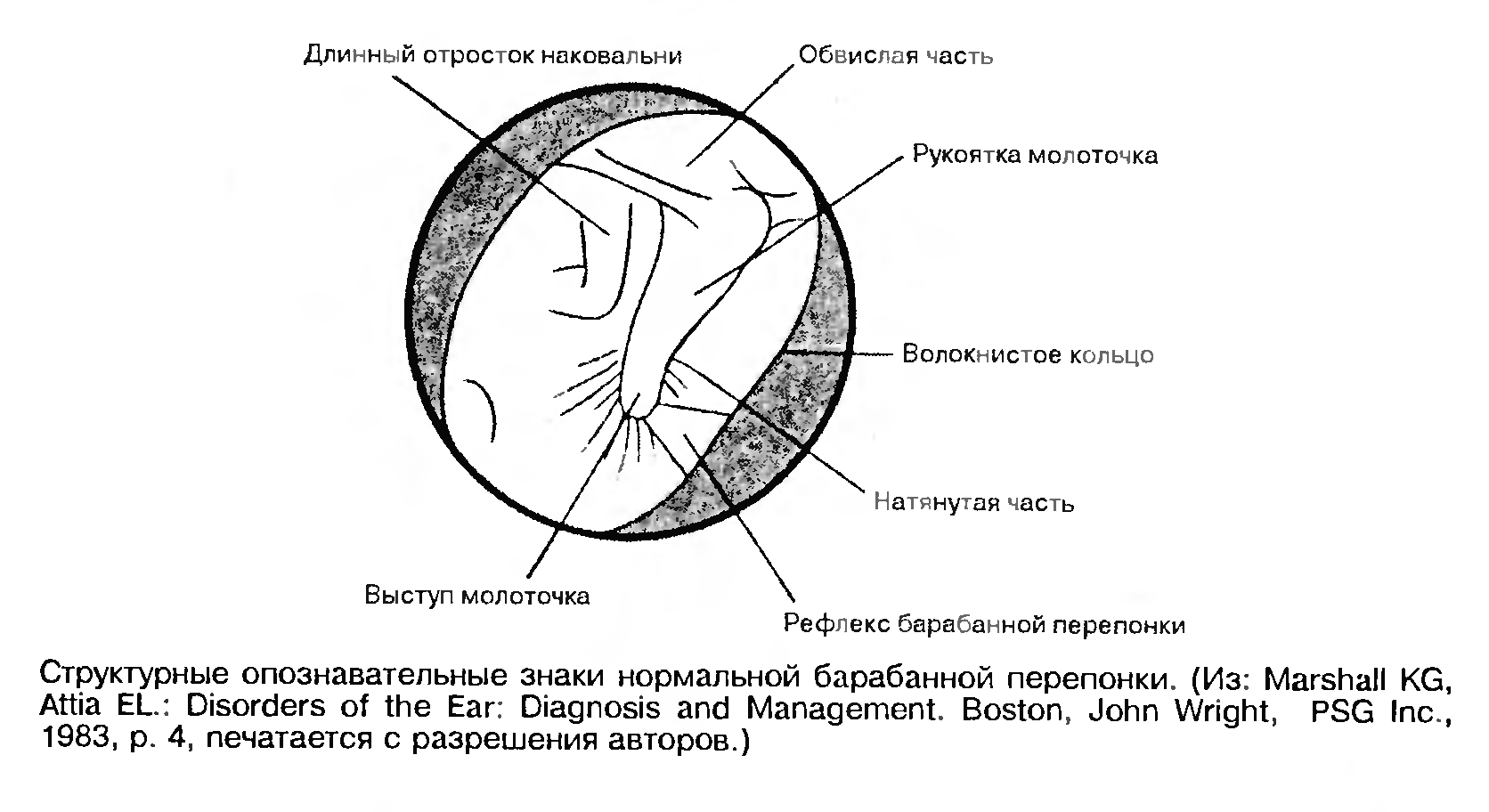 Структура барабанной перепонки