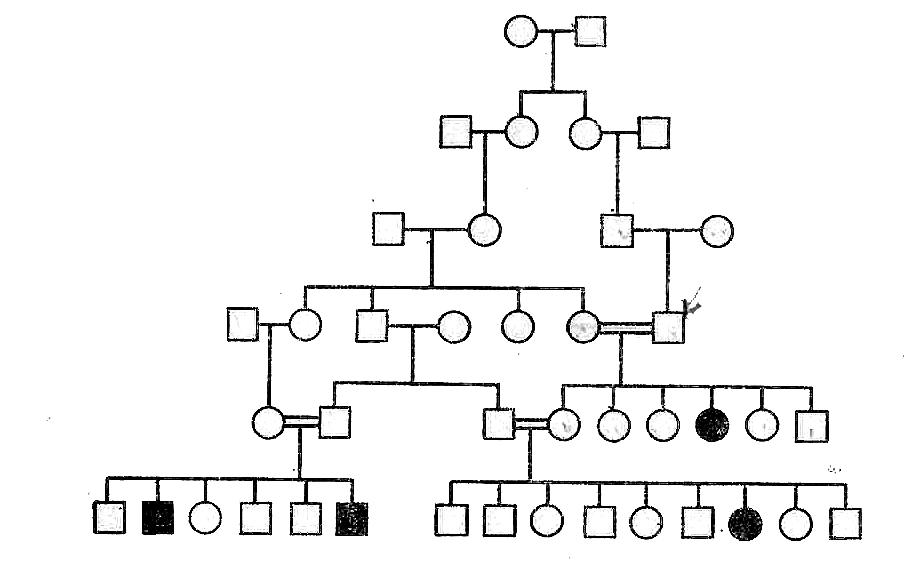 Древо семьи биология генетика. Схема родословной биология генетика. Родословная генетическое Древо. Генеалогическое Древо генетика. Родословная по генетике.