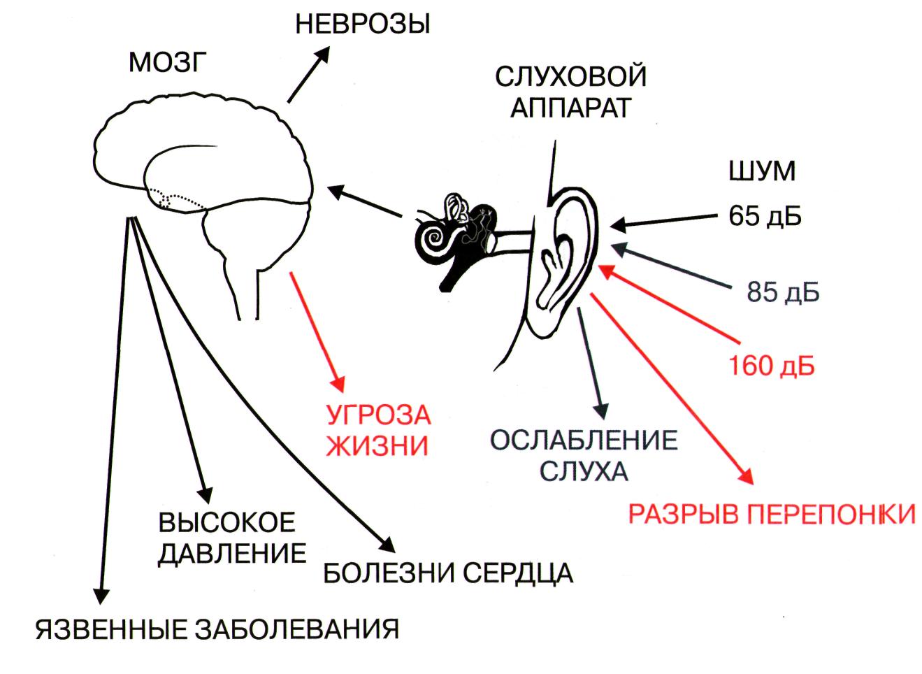 Орган слуха и шум. Вредное воздействие шума на организм человека. Схема. Влияние шума на организм человека. Негативное воздействие шума на организм человека. Воздействие шума на человека схема.