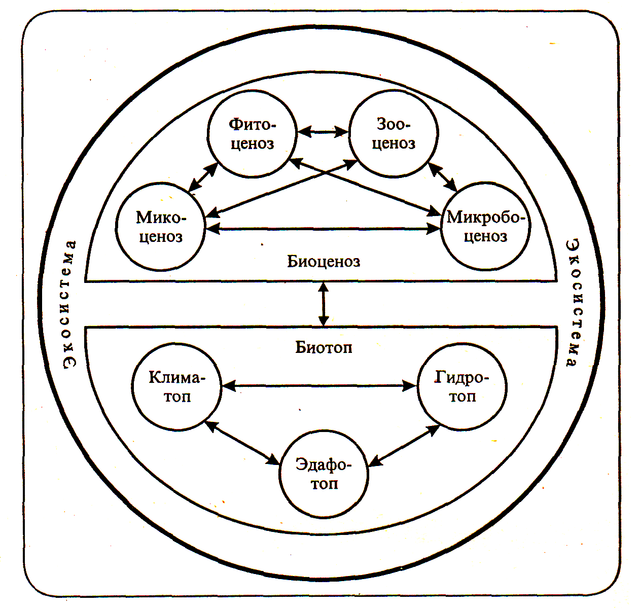 Искусственная биологическая система. Структура биогеоценоза и схема взаимодействия между компонентами. Схема биогеоценоза и экосистемы. Схема состава компонентов экосистемы. Схема структурных компонентов биоценоза.