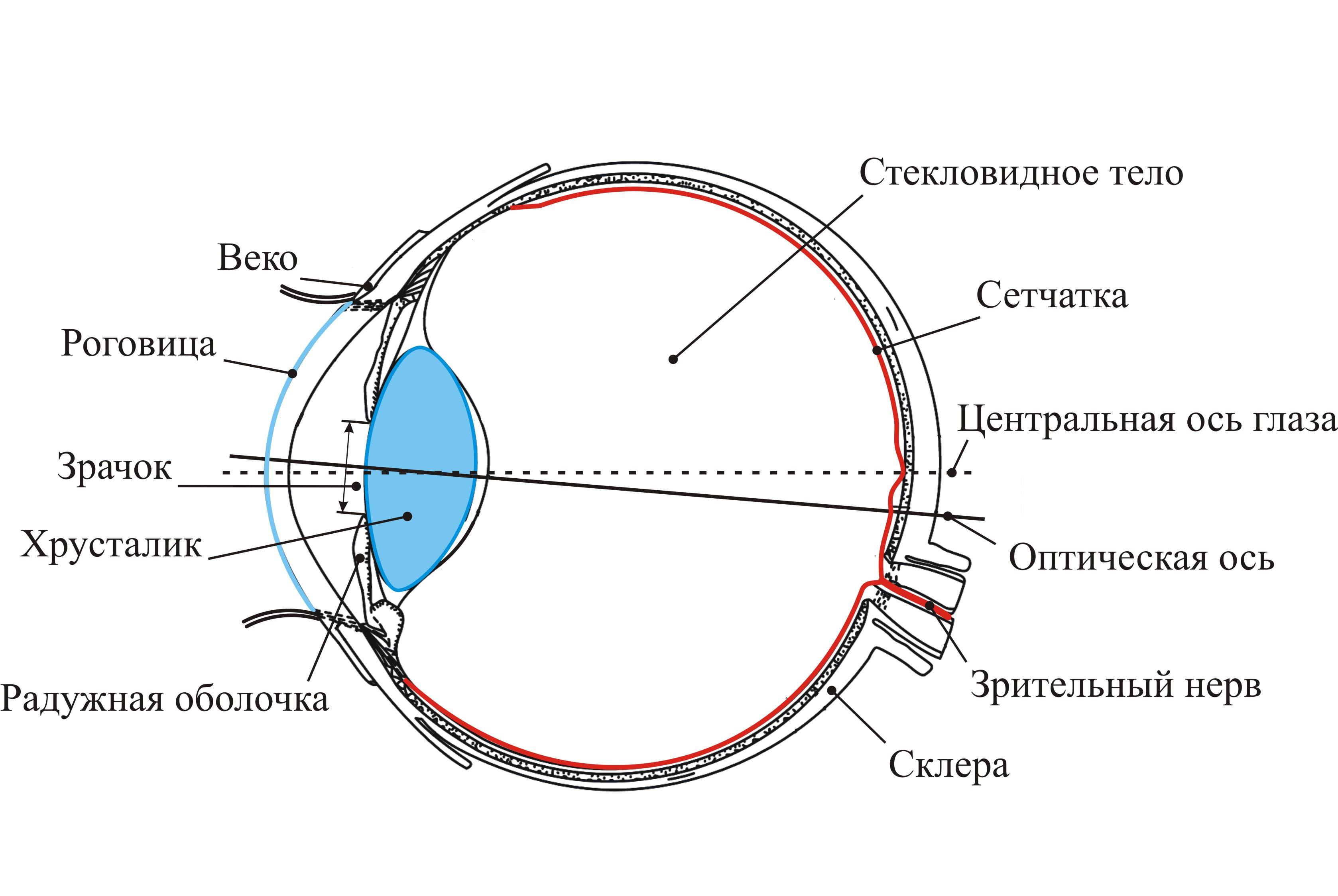 Какого строение зрительного анализатора. Схема глазного анализатора. Анализаторы зрительный анализатор строение. Зрительный анализатор строение анатомия. Строение зрительного анализатора глазное яблоко.