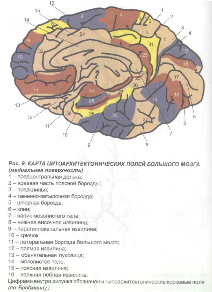 Зона затылочной доли мозга. Корковые центры коры головного мозга. Карта локализации функций в коре головного мозга по Бродману. Карта цитоархитектонических полей коры головного мозга Бродмана. Карта Бродмана головного мозга.