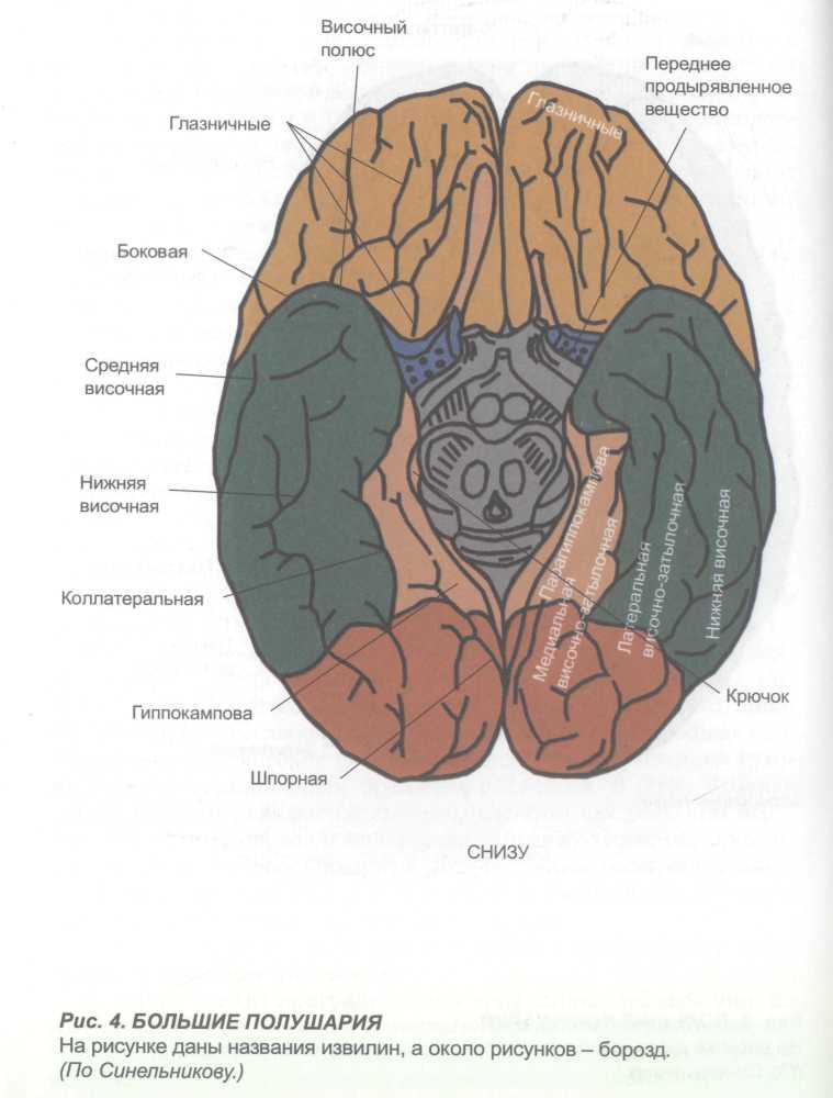 Нижнее полушарие мозга. Борозды нижней поверхности мозга. Борозды и извилины головного мозга нижняя поверхность. Нижняя поверхность полушарий большого мозга доли борозды. Извилины головном мозге снизу.