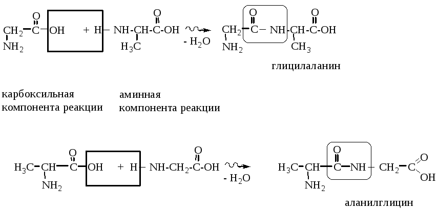 Гидролиз глицилаланина