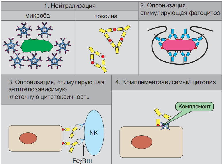 Токсины антигены. Эффекторные функции антител иммунология. Реакция нейтрализации антигена механизмы. Механизм взаимодействия антиген-антитело (2 фазы). Схема образования антител.