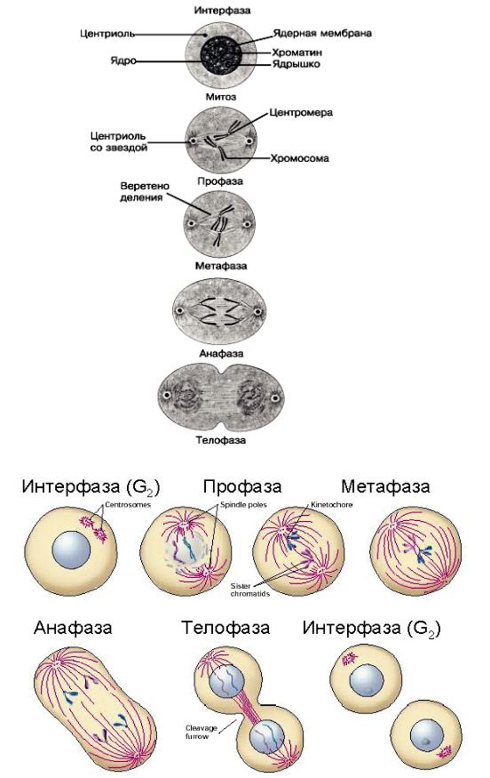 В интерфазе жизненного цикла клетки происходит. Интерфаза животной клетки. Митоз животной клетки интерфаза. Деление клетки интерфаза. Деление растительных клеток интерфаза.