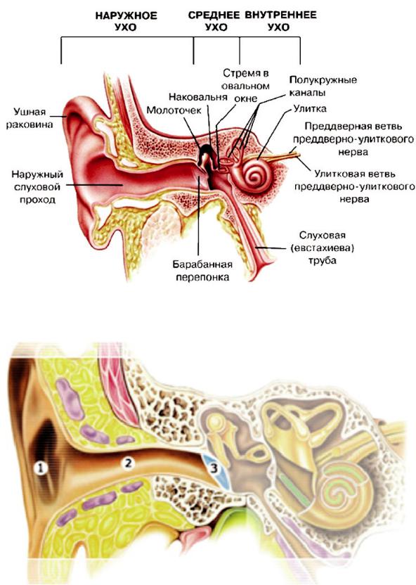 Функции наружного среднего и внутреннего уха