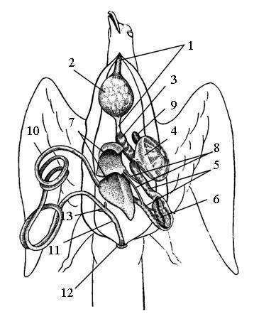 Внутреннее строение голубя рисунок
