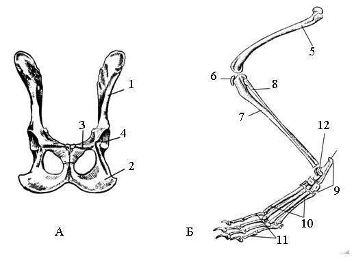 Скелет пояса задних конечностей птиц. Скелет пояса передних конечностей млекопитающих. Скелет пояса задних конечностей млекопитающих. Пояс задних конечностей у млекопитающих. Скелет свободных поясов конечностей задние у млекопитающих.