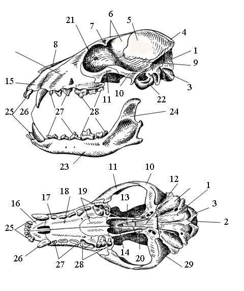 Особенности строения скелета черепа млекопитающих. Строение черепа крысы (вид сверху и сбоку).. Череп лисицы сбоку снизу. Череп млекопитающего сбоку. Череп млекопитающего схема сбоку снизу.