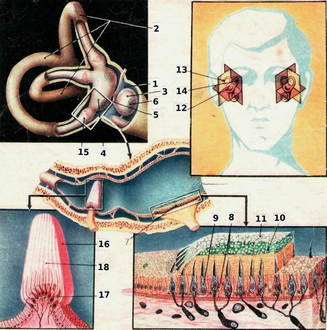 Работа вестибулярного аппарата человека. Сенсорная система вестибулярного аппарата. Вестибулярный аппарат отолитовый аппарат. Строение вестибулярного аппарата отолитовый аппарат. Мешочки вестибулярного анализатора.