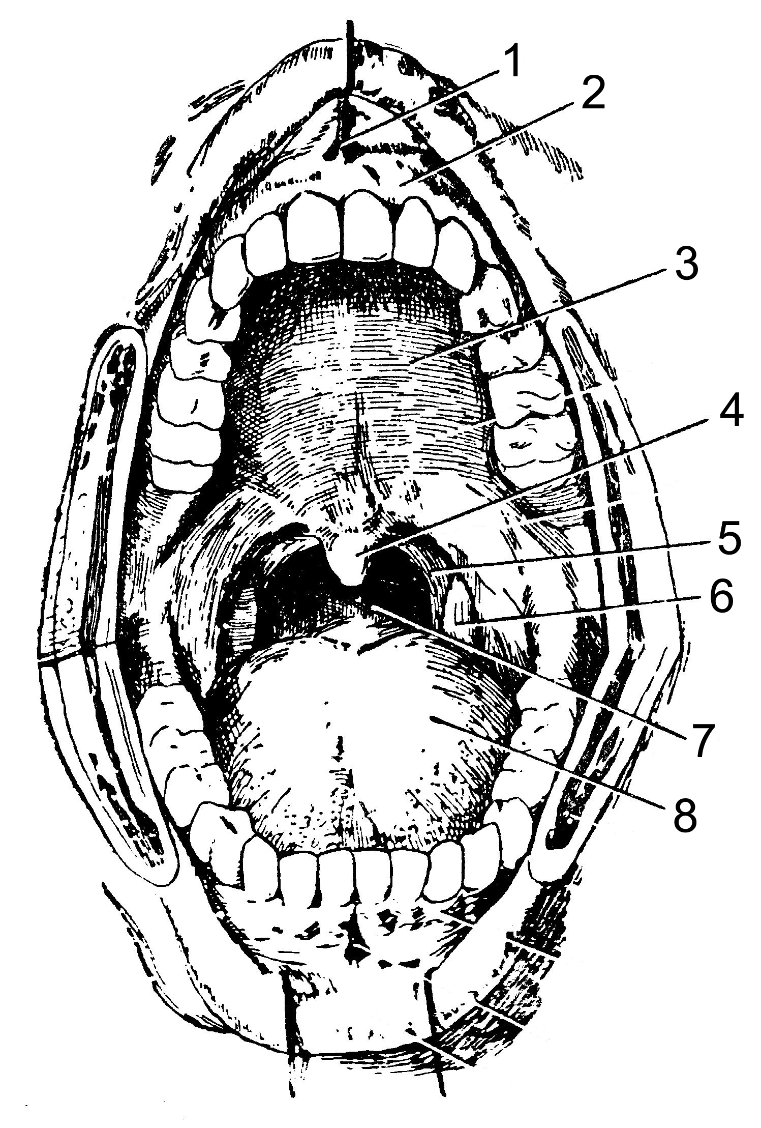 Пространства полости рта. Небно-язычная дужка – Arcus palatoglossus. Небная миндалина анатомия ротовой полости. Топография ротовой полости.