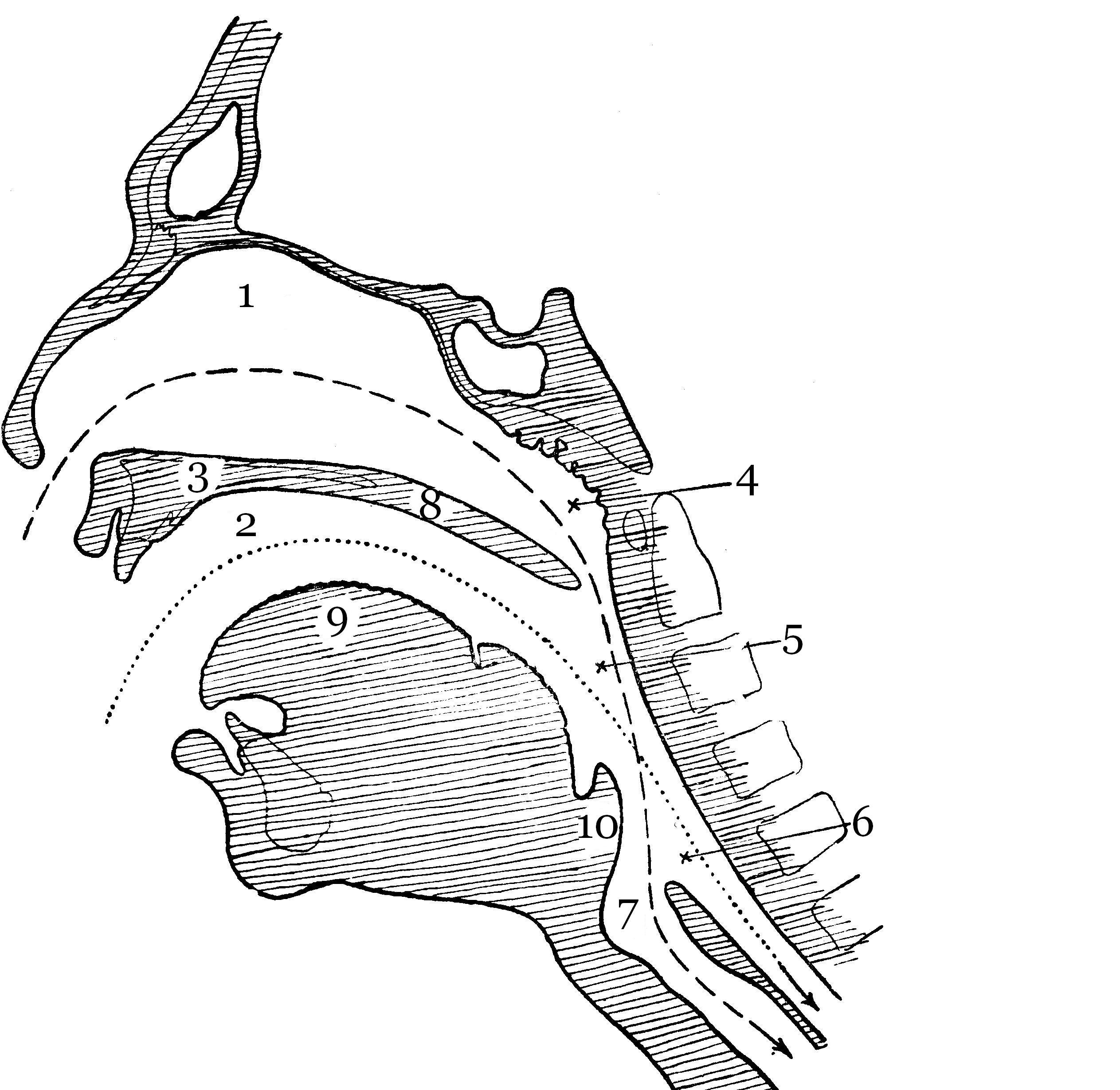Отверстие носоглотки. Ротовая полость анатомия вид сбоку. Строение ротовой полости сбоку. Строение глотки сбоку.