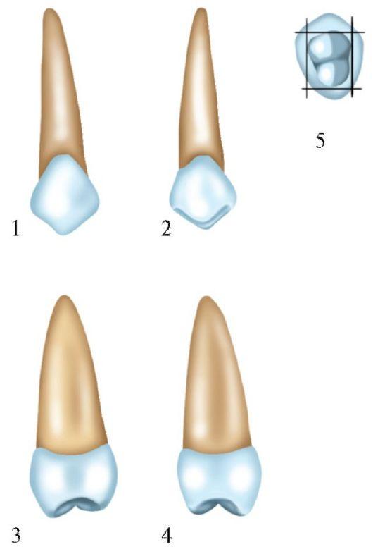 Клык сверху зубов. Премоляр верхней челюсти анатомия. Второй премоляр верхней челюсти анатомия. Премоляр верхней челюсти строение. Премоляры зубы анатомия.