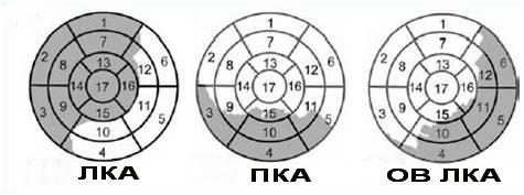 Сегменты левого желудочка на эхокг схема