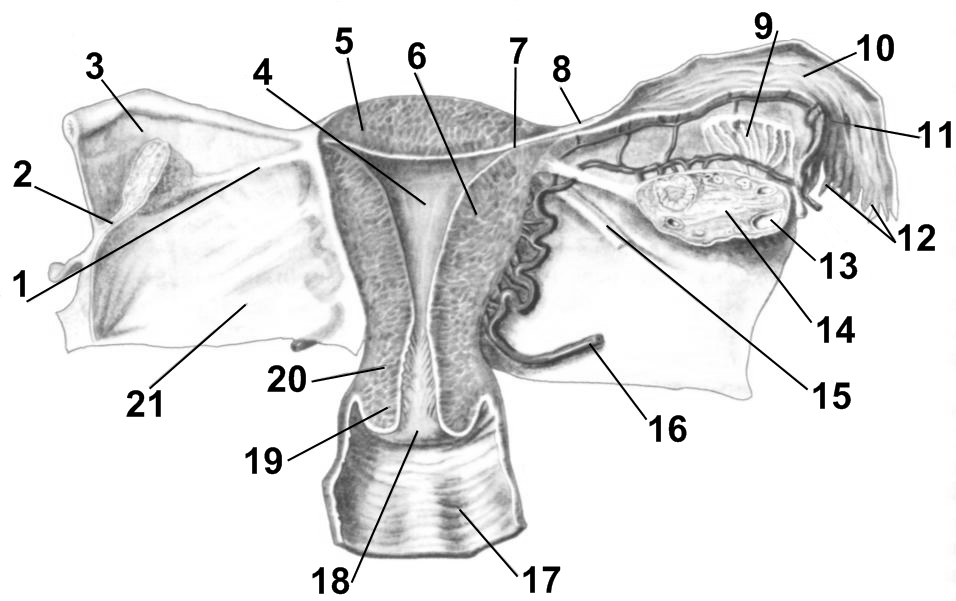 Женская половая система матка. Внутреннее строение матки анатомия. Фронтальный разрез матки. Маточная труба внутреннее строение. Строение матки и труб с яичниками.