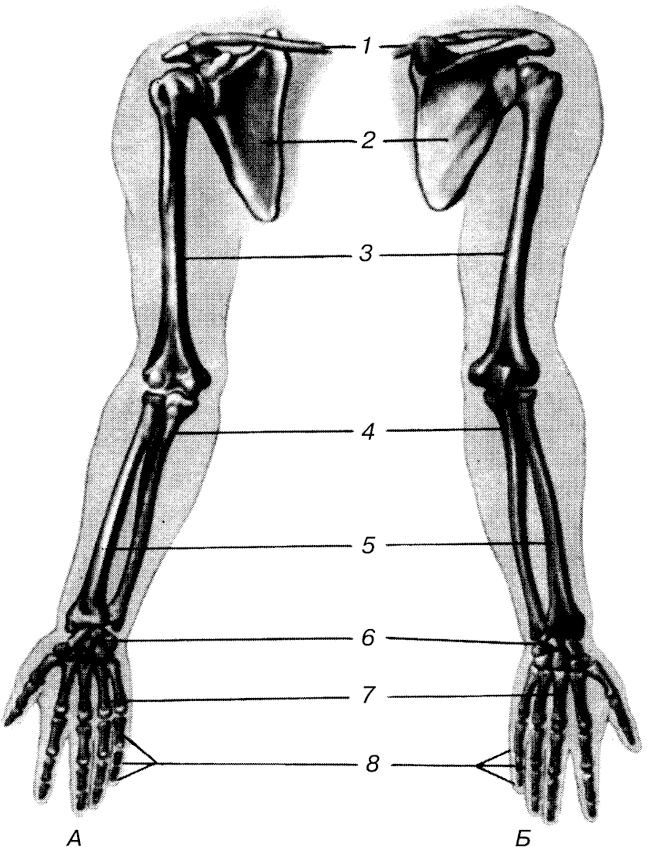 7 скелет конечностей. Плечевая локтевая и лучевая кости. Скелет верхней конечности плечевая кость. Кости верхней конечности правой вид спереди. Локтевая кость скелет анатомия.