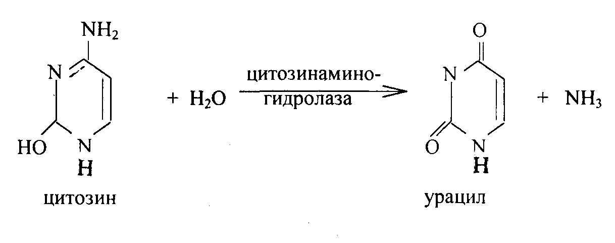 Тимин синтез. Превращение цитозина в урацил. Цитозин урацил реакция. Синтез Тимина из урацила. Цитозин Синтез.