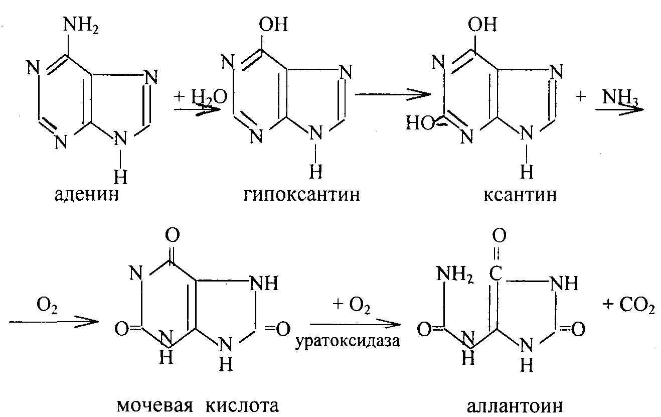 Распад пуриновых. Синтез аденина из мочевой кислоты. Ксантин в мочевую кислоту реакция. Синтез мочевой кислоты биохимия реакции. Реакция образования гуанина.