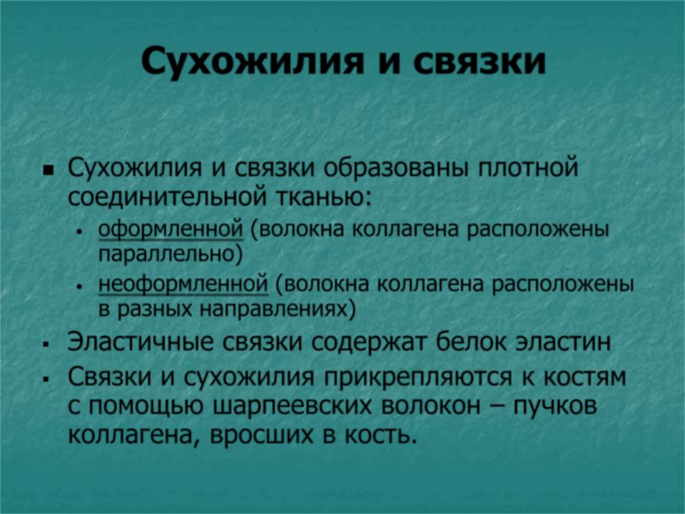 Сухожилия образованы из ткани ответ. Характеристика сухожилий. Функции связок и сухожилий. Сухожилия и связки образованы.