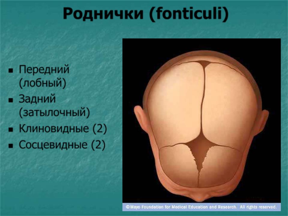 Родничок 4 класс. Роднички новорожденного анатомия черепа. Темечко анатомия. Роднички и сроки их закрытия.