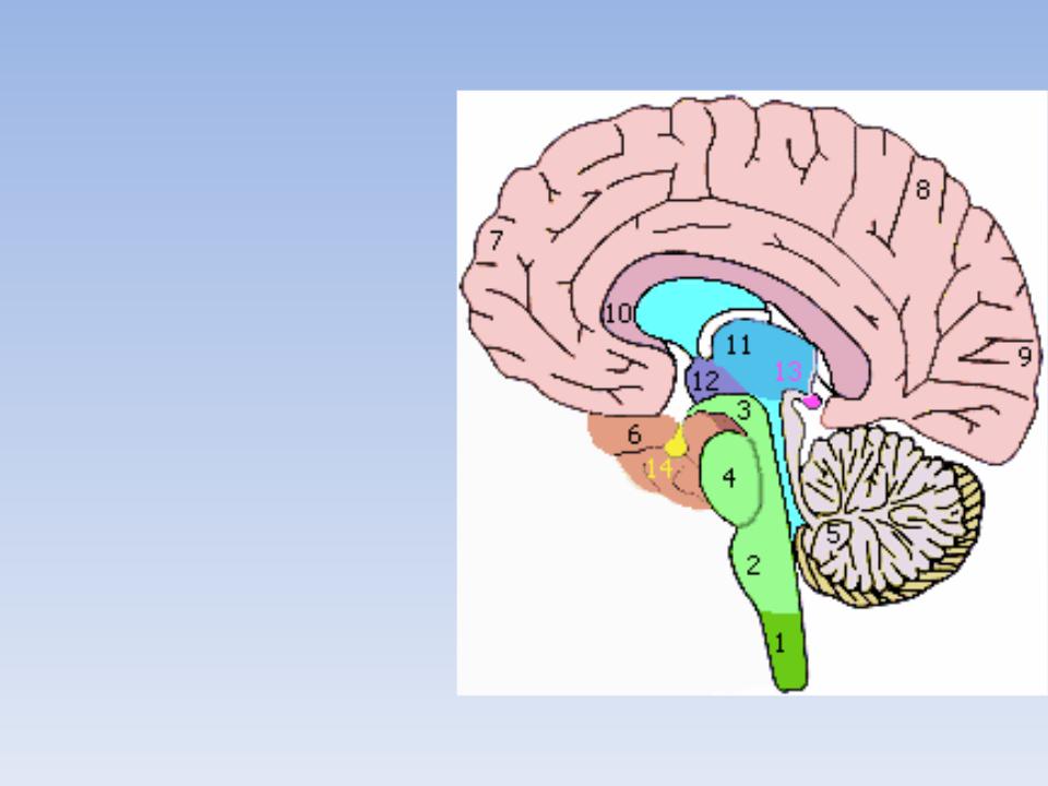 Тест мозжечок. Продолговатый мозг средний мозг мозжечок спинной мозг. Отделы головного мозга продолговатый мозг. Мозжечок 2) продолговатый мозг. Мозжечок — ￼; мост — ￼; продолговатый мозг — ￼; промежуточный мозг —.