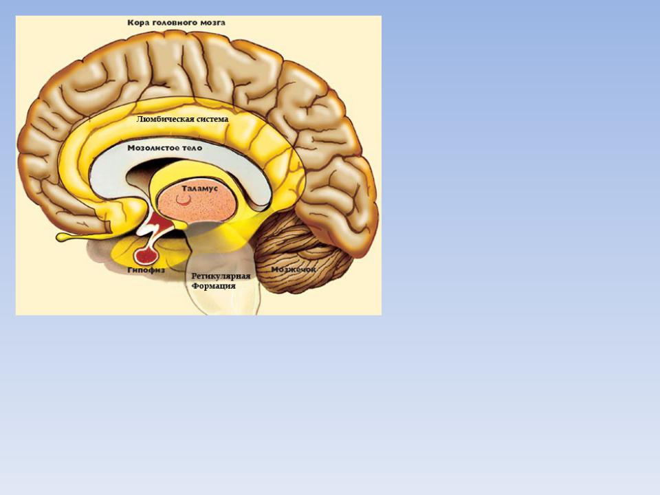 Головного мозга и корковый. Гипоталамус и лимбическая система. Гипоталамус таламус гиппокамп.