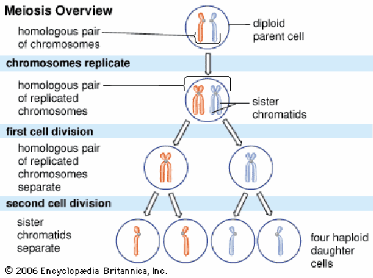 Chromosomes form homologous pairs 