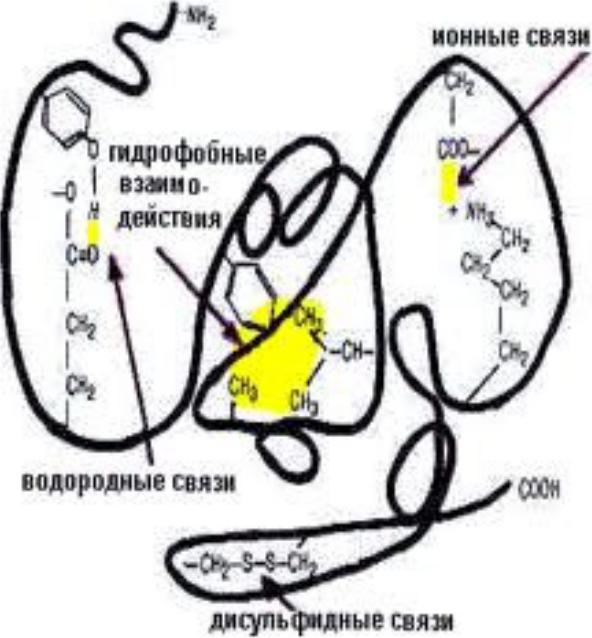 Ионные связи белка. Гидрофобные взаимодействия в белках. Электростатические связи в белках. Гидрофобные взаимодействия в третичной структуре белка. Гидрофобные связи.