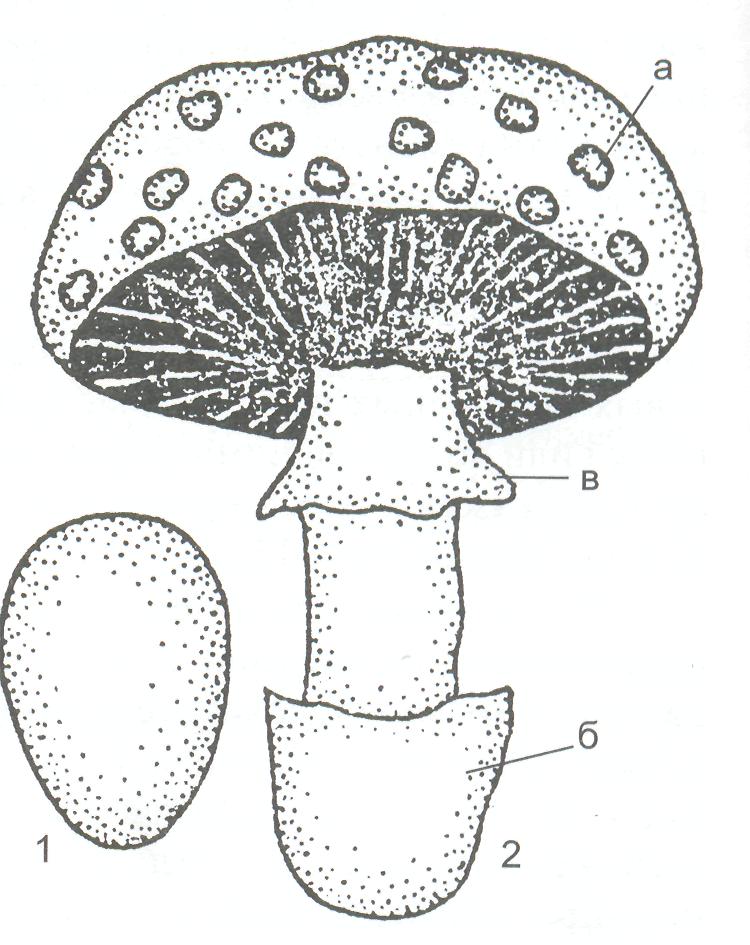 Могут формировать плодовые тела грибы или растения. Гименофор мухомора. Шампиньон пластинчатый гименофор. Гименофор гриба это. Строение гриба гименофор.