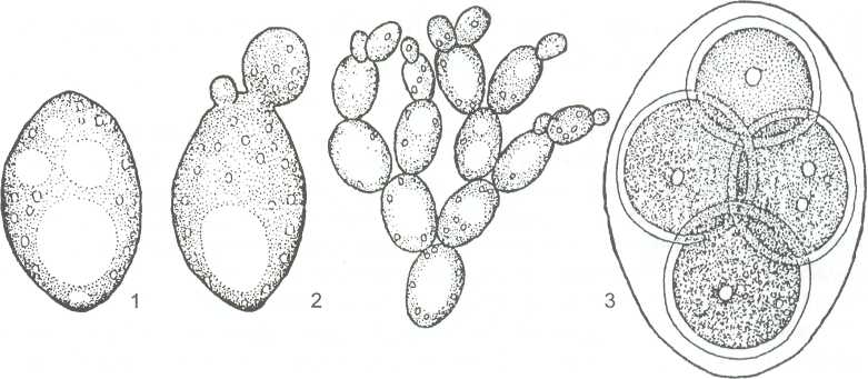 Дрожжевые клетки. Строение грибницы дрожжи. Почкующиеся клетки дрожжей. Дрожжи пекарские почкующиеся клетки. Пекарские дрожжи строение клетки.