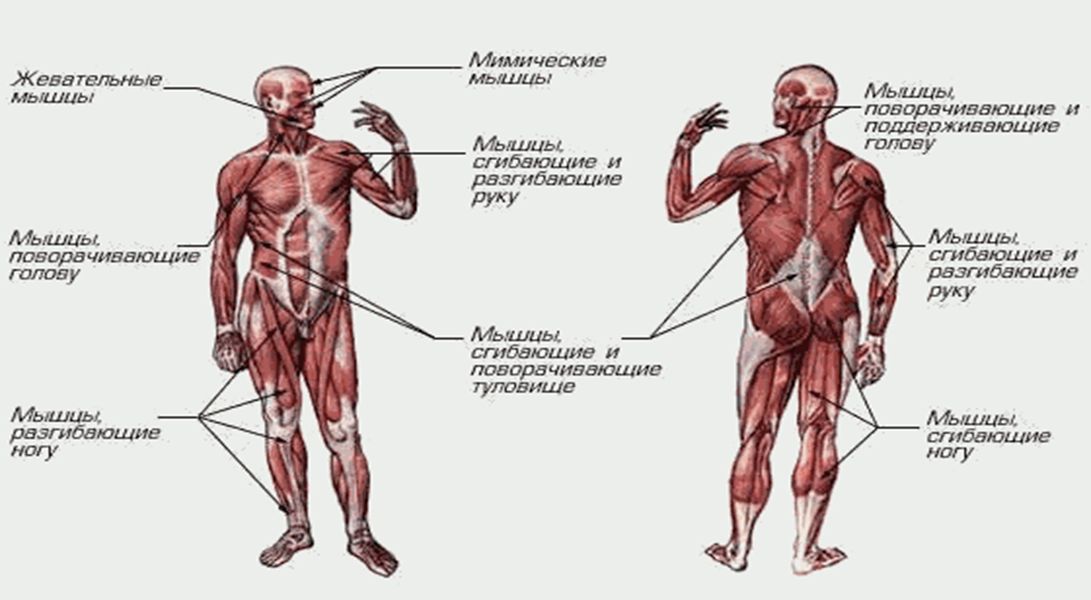 Мышечная система какие органы входят. Мышечная система скелетные мышцы строение функции. Скелетные мышцы человека схема. Мышцы туловища и конечностей 8 класс биология. Биология 8 класс мышечная система строение и функции мышц.