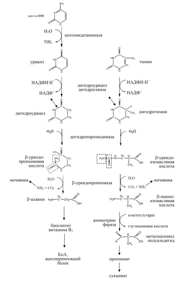 Схема катаболизма пиримидиновых нуклеотидов