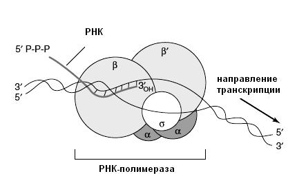 Рнк полимераза синтезирует. РНК полимераза эукариот строение. Рек подимераза строрение. ДНК полимеразы эукариот строение. РНК полимераза прокариот.