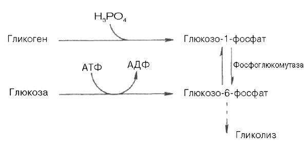 Атф глюкоза адф. Глюкозо 6 фосфат формула. Глюкозо6 фосфат до лактата. Гликогенолиз энергетический баланс. Гликолиз глюкозо 6 фосфата.