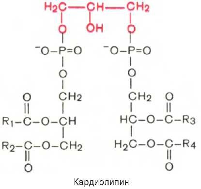 Структура глицерофосфатов и сфинголипидов. Сфингофосфолипиды биологическая роль. Кардиолипин структура. Строение глицеридов.