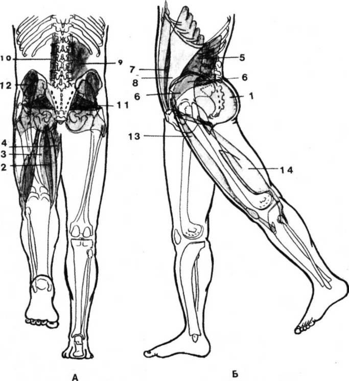 Часть ноги на б. Экстензия бедра мышцы. Мышцы агонисты экстензия бедра. Мышцы аддукторы тазобедренного сустава. Аддукторы ягодичной мышцы.