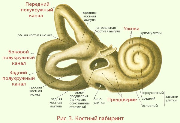 Вестибулярная стенка латынь